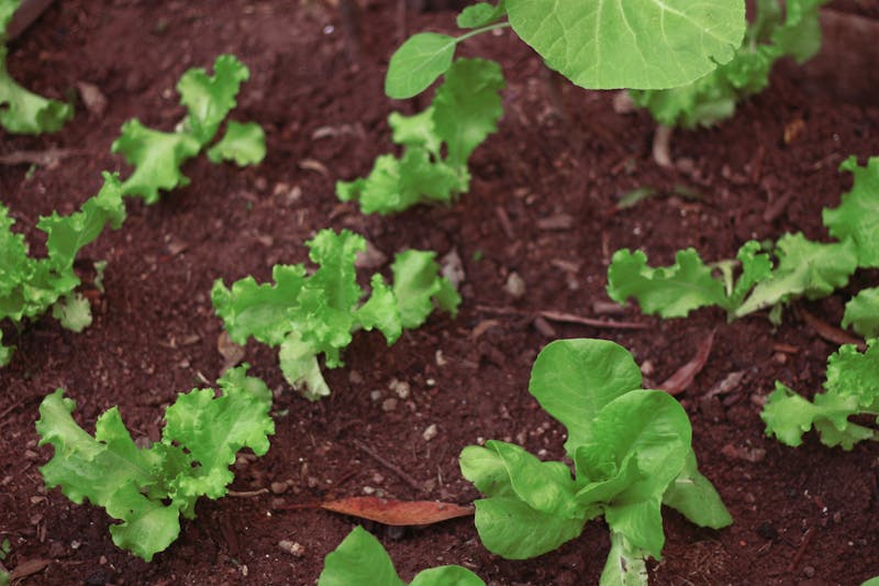 Classic Calzone with ricotta, ham, and mozzarella